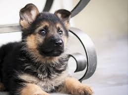 German shepherds are very loyal and need socialization as young puppies to ensure they are well mannered when meeting strangers. What Is The Best Diet For A German Shepherd Puppy Food Chart And Development
