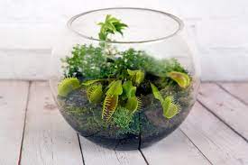 Check spelling or type a new query. Terrarium Plants 17 Plants To Grow In Your Terrarium Trees Com