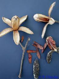 Image result for Cedrela