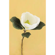 Magnolia is a large genus of about 210 flowering plant species in the subfamily magnolioideae of the family magnoliaceae. 3 Pieces Of White Silk Magnolia Flower Stem 31 Inches Walmart Com Walmart Com