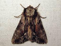 Image result for Hyppa rectilinea