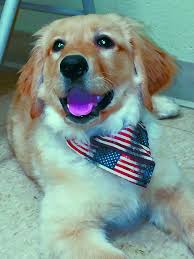How does the animal rescue league of nh help animals? Https Www Nashuatelegraph Com News Local News 2020 01 24 Mvp Most Valuable Puppy