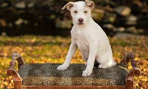 Rescuing and rehoming labrador retrievers. 7 Perfect Puppies To Adopt Now In Cincinnati