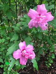 Image result for Hibiscus syriacus ´Pink Chiffon