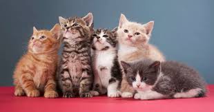 Paling Bagus 12 Kumpulan Gambar Kucing Yang Lucu Pressreader Koleksiviral Channel Gambar Kucing Comel Dan Video Kucing Lucu M Di 2020 Cute Kittens Hewan Lucu Kucing