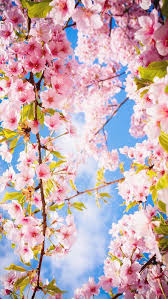 Romantic Wallpaper Hd 1080p Free Cherry Blossom Wallpaper Spring Wallpaper Romantic Wallpaper