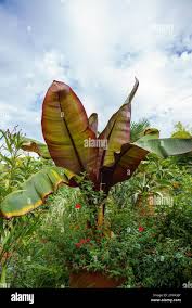 Image result for Ensete ventricosum