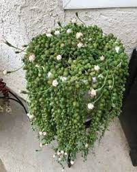 Pin On Jardin