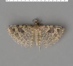 Image result for Exoteleia dodecella