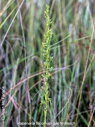 Image result for Habenaria filicornis