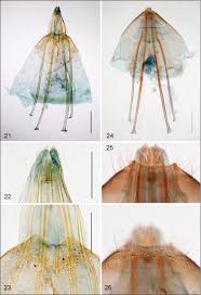 Image result for Phyllonorycter leucographellus