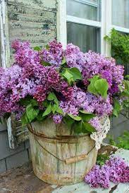 I Need To Do This With The Bucket Dad Made Me Lilac Flowers Planting Flowers Lilac