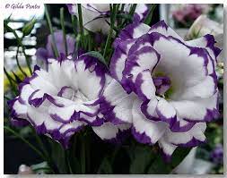 Eustoma Grandiflorum Lisiantus It Was Just A Purple Flow Flickr
