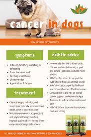 All dogs had accurately spotted out the cancers from stage zero to stage four in. Pet Cancer Super Support Kit Cancer Kit 3 Pet Cancer Dog Care Tips Dog Cancer