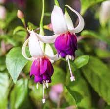 Brunsfelsia Propagation Learn How To Propagate Yesterday Today And Tomorrow Fuchsia Plant Fuchsia Flowers Plants