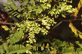 Image result for Libidibia coriaria