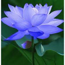 In Guide To The Bodhisattva S Way Of Life Shantideva Says There Is No Evil Greater Than Anger And No Virtue Greater Than Patience Inspiration Flowers B