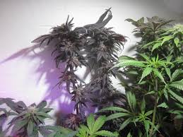 Thc and cbd have very different effects on the human body. What Strains Are Likely To Purple Grasscity Forums The 1 Marijuana Community Online