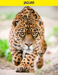 Leopar Mi Jaguar Mi Siklikla Birbiriyle Karistirilan 16 Hayvan Cifti 2020 Hayvan Jaguar Leopar