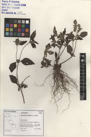 Image result for Synedrella nodiflora