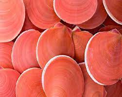 See more ideas about coral pictures, peach aesthetic, coral. Coral Colour Types Psychology And Meaning