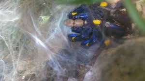 Explore galleries of 450,000+ covers, from comic books to pulp to magazines Hautung P Metallica Allgemein Vogelspinnenforum Schweiz