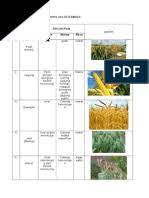 Negara maju dan negara berkembang. Jenis Serealia Dan Umbi Beserta Ciri