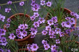 Image result for Satyrium crassicaule