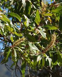 Image result for Faurea rochetiana