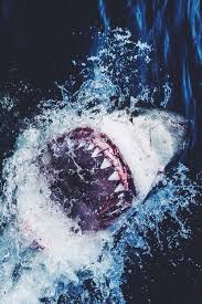 Slayercat In 2020 White Sharks Shark Pictures Shark