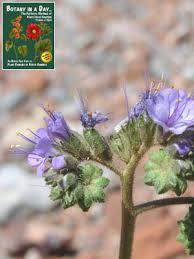 Image result for Hydrophyllaceae