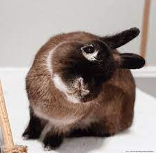 I have kept bunnies for years and know they can be a handful. Why Is My Rabbit Lopsided Vet Help Direct