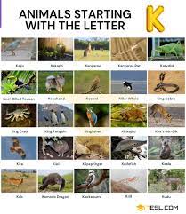 Animals that start with f is an another amazing list of names from wordmom. Animals That Start With K Useful List Of 33 Animals Starting With K 7esl