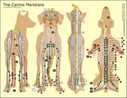 The Canine Meridians