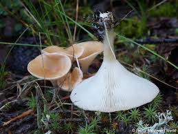 Image result for Clitocybe multiceps