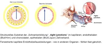 However formatting rules can vary widely between applications and fields of interest or study. Vorlesung 3 Hirnhaute Und Liquorsystem Flashcards Quizlet