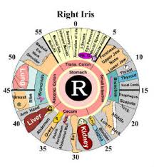 Iridology Chart Right Iris Montana Naturopathic Clinic