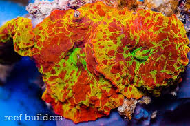 Pin On Big Girl Saltwater Tank