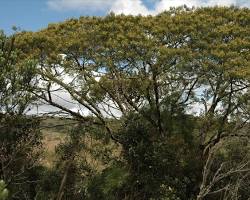 arvore bracatinga mimosa scabrella, gerada com IA