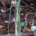 Image result for Vittaria isoetifolia