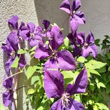 During the spring i have to guide the new clematis shoots onto the hazel sticks in the pot and away from the wall, otherwise more oral pruning takes place. Clematis Polish Spirit Powojnik Wielkokwiatowy