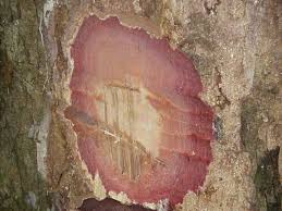 Image result for Maranthes