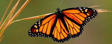 The websites of the lady bird johnson wildflower center and the north carolina botanical garden contain additional lists of native plant nurseries. Monarchs Milkweed South Carolina Wildlife Federation