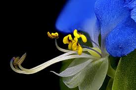 Image result for Commelina bracteosa