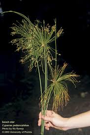 Image result for Cyperus kirkii