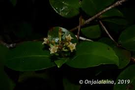 Image result for Psorospermum mechowii