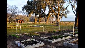 The university of florida (uf), together with florida a&m university (famu), administers the florida cooperative extension service. Vegetable Gardening In Florida In February Youtube