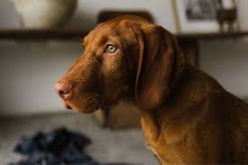 We did not find results for: Wirehaired Vizsla Vizsla 4 Months Puppy Vizsla Dog Doglovers Wirehaired Vizsla Vizsla Dog Lovers