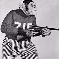 Zip The Chimp Monkeys Funny Chimp Animals
