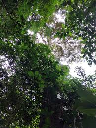 Image result for Platysepalum